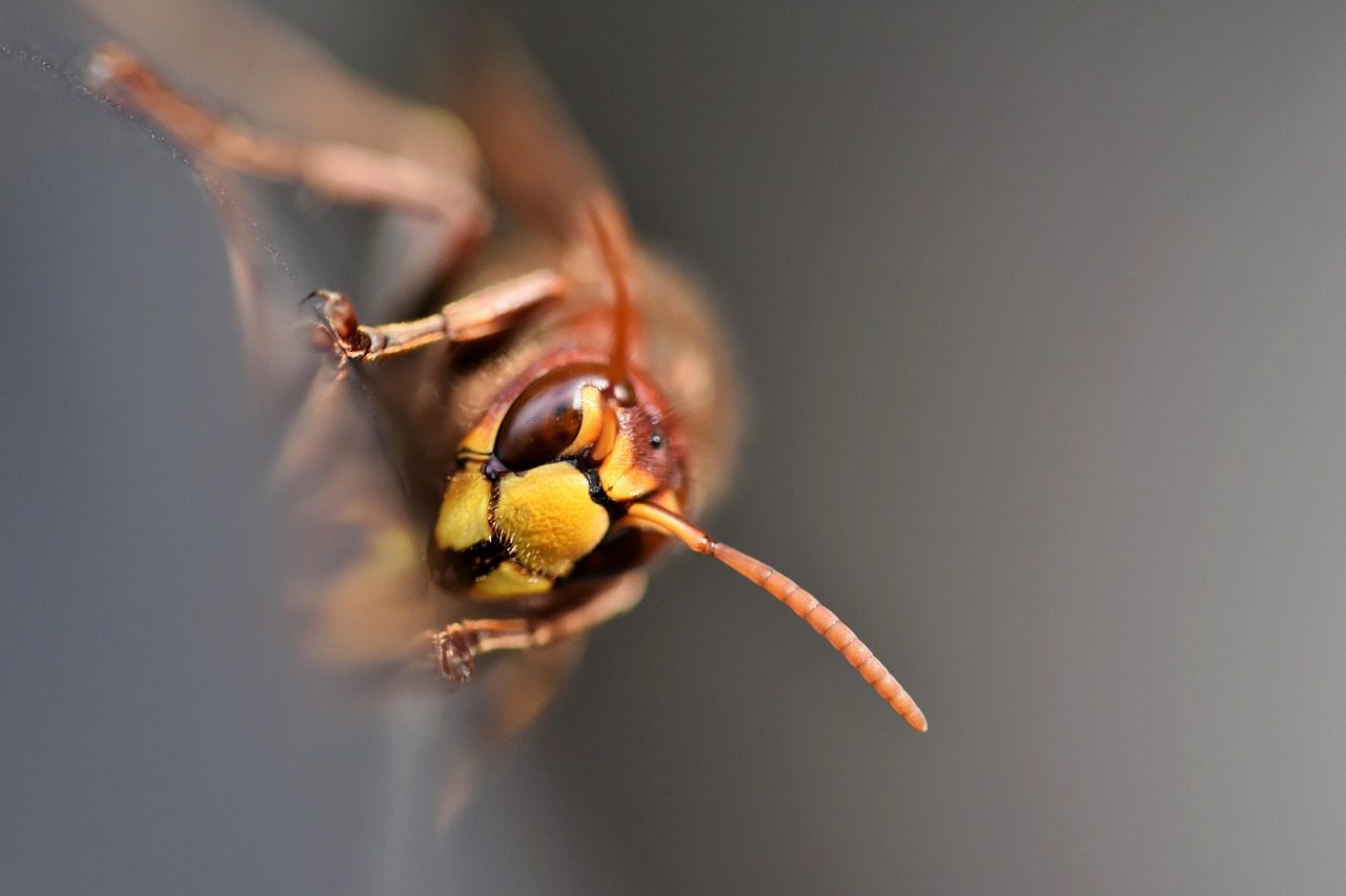 ipest solutions home page insectes